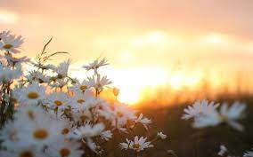 Who Am I Nature Desktop Wallpaper Flower Desktop Wallpaper Sunrise Wallpaper