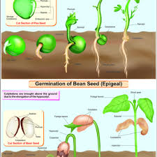 Germination Of Seed Bean Pea Hospital Equipment