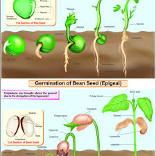 germination of seed bean pea hospital equipment