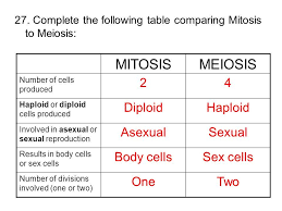 Image Result For Mitosis And Meiosis Complete