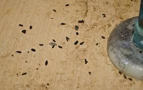 Uncovering a pest infestation is a major food safety issue that needs to be addressed immediately. How To Identify A Pest Infestation How To Guide