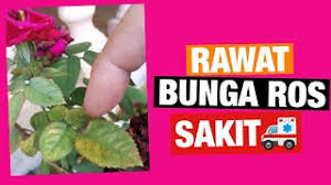Silakan klik penjagaan pokok bunga ros untuk melihat artikel selengkapnya. Merawat Pokok Ros Sakit Dengan Baja Organik Milagro Youtube