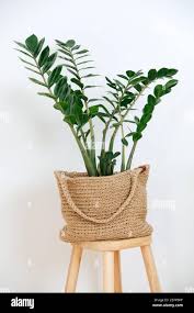 Image result for Zamiokulkas Zamioculcas