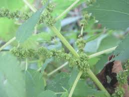 Image result for Ottelia cylindrica