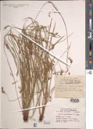 Image result for Scleria mikawana