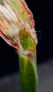 Image result for Cymbopogon pospischilii