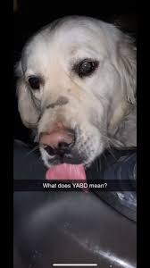 Some more quality content from me, featuring the Cedar Hall🤩 #fyp  #alwayslearning #ScoobDance #dog ENJOY!