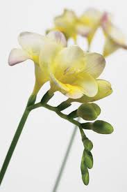 Pin On Flowers