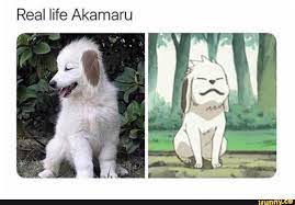 What kind of dog is akamaru. Real Life Akamaru Naruto Fan Art Funny Naruto Memes Anime Naruto