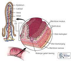 Usus Halus Alat Pencernaan Manusia Digestive System Digestive System Model Serous Membrane