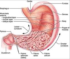 A good amount of area is covered by the abdominal wall. Print A P Ch23 Digestive System Flashcards Easy Notecards Digestive System Anatomy Stomach Diagram Human Digestive System