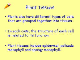 Dermal tissue, ground tissue, vascular tissue f. Multicellular Organisms Key Area 2 1 Cells Tissues