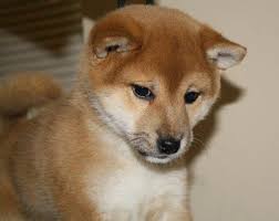 On average, we admit fewer than 10% of breeder/business partner. Welcome To Tintown Shibas