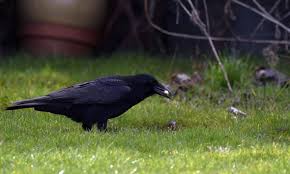 There are various ways to keep crows out of the garden, but it's hard to call the best one. How To Get Rid Of Crows From Your Garden 6 Key Tips To Banish Pests Express Co Uk