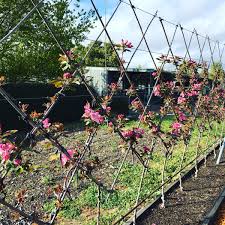 How to grow a living, fruiting fence. Heritage Fruit Trees On Twitter The Belgian Fence With Apple Bud 9 Rootstock Coming Along Nicely Espalier