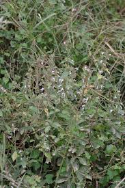 Image result for Hypoestes forskaolii