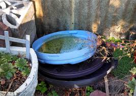 Una zanzara femmina dopo aver punto continua tranquillamente il suo ciclo vitale: Quanto Si Riproducono Le Zanzare In Poche Settimane Mosquitoweb
