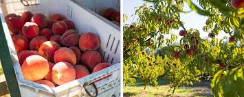 Image result for Apricot 1972 Hussmann