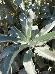 We did not find results for: White Sage Seeds The Plant Good Seed Company