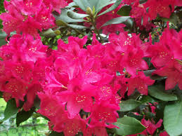 Pin By Carrie Smith On West Virginia West Virginia State Flower Flowers Nature Flowers
