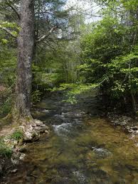 Some would argue that the only way to truly experience the incredible outdoor experiences west virginia has to offer is by tent camping. Camp Creek State Forest A West Virginia Forest Located Near Bluefield Princeton Beautiful Landscapes Landscape Scenery