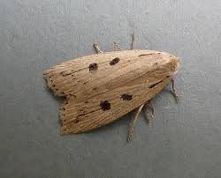 Image result for Chilodes maritima