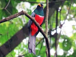 Black Bird With White Chest And Belly Black Tailed Trogon Trogon Melanurus Male Carretera Interamericana Panama Panama In 2020 Birds Online Bird Species Species