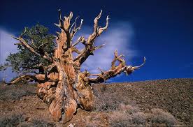 The Oldest Tallest Widest And Biggest Trees In The World Big Tree Old Trees Types Of Pine Trees