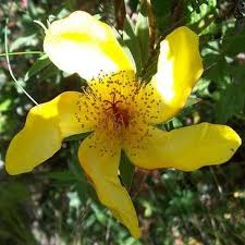 Image result for Hypericum revolutum