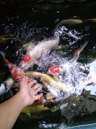 Untuk membuat air kolam ikan tetap jernih sebenarnya bisa dengan mengurasnya secara rutin apalagi jenis ikan yang memang membutuhkan air jernih untuk berkembangbiaknya. Tiga Langkah Membuat Kolam Ikan Koi Tetap Bersih Arocki