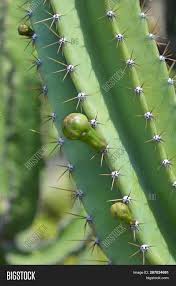 Cereus is a member of the cactus family commonly called the. Peruvian Apple Cactus Image Photo Free Trial Bigstock