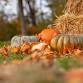 Community Fall Festival & Bonfire Gathering event image