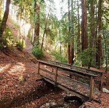 Ventana Campground Camping In The Big Sur Redwoods Big Sur Yosemite Camping Big Sur State Park