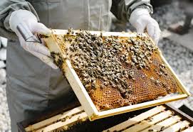 A Beginner's Guide to Beekeeping