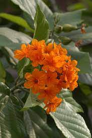 A variety of flowering trees with orange blossoms grow in florida, both native and introduced. Pin On Florida Plants