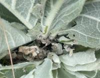 Image result for Nothris verbascella