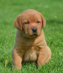 Check spelling or type a new query. Fox Red Lab Pups Lab Puppies Labrador Retriever Puppies Labrador