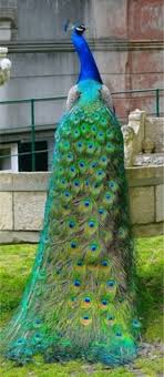 Peacock Feathers Have Been Used In Fashion For Decades Threads Free next day delivery on eligible orders for amazon prime members | buy peacock fabric on amazon.co.uk. peacock feathers have been used in