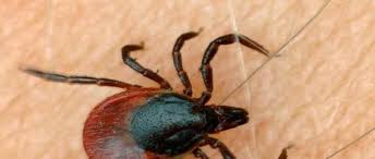Artikelinhalt wann mit einem zeckenstich beim baby oder kleinkind zum kinderarzt? Krank Nach Zeckenstich Wie Gefahrlich Ist Die Borreliose