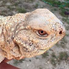 Image result for Urochloa comata