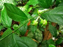 Image result for Streblus