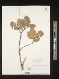 Image result for Casearia battiscombei