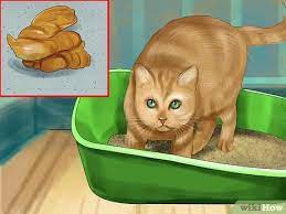 How To Diagnose Feline Intestinal Lymphoma 9 Steps