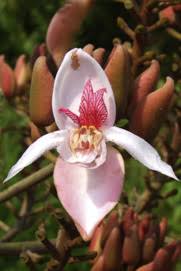 Image result for Decorsea schlechteri