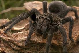 On the flip side, these creatures make some awesome subjects for. Earth Notes Halloween Tarantulas Knau Arizona Public Radio