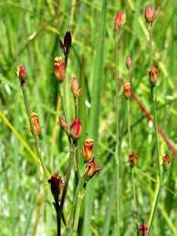 Image result for Hypericum lalandii