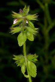 Image result for Stachys pseudonigricans
