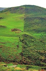 Image result for Hyparrhenia poecilotricha