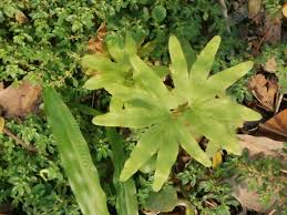 Image result for Lygodiaceae