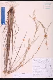 Image result for Aristida diminuta